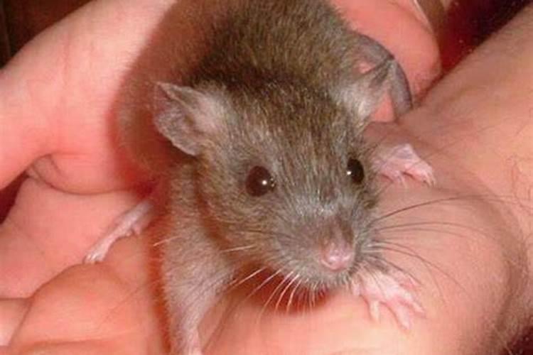 梦见老鼠咬我手甩不掉周公解梦