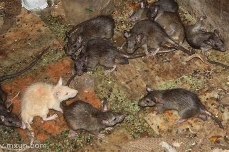 梦见老鼠很多咋回事？