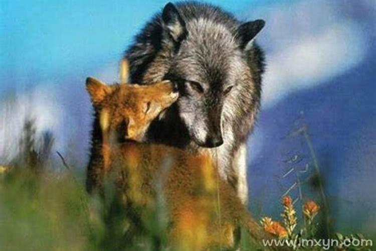 女人梦见狼是什么预兆？