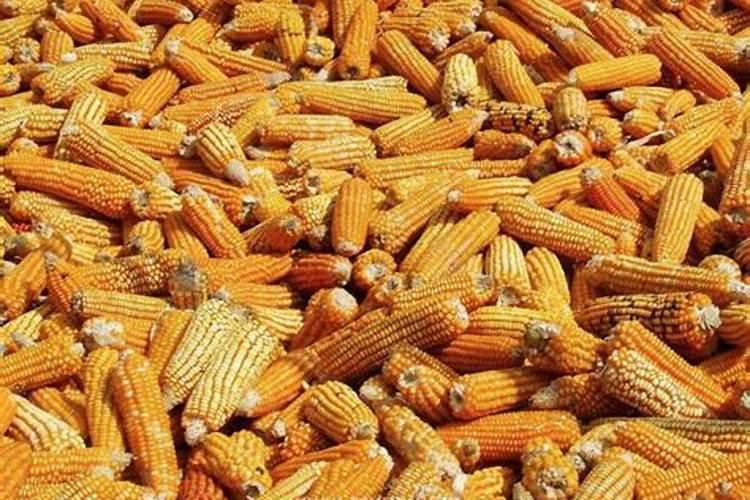 梦见吃玉米棒子什么意思？