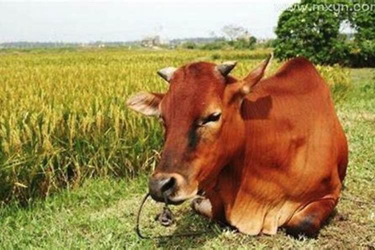 梦见杀牛是什么预兆？