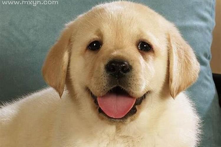 梦见狗狗是什么意思呢周公解梦？