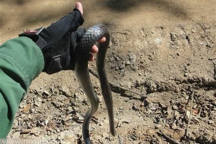 梦到把蛇打死了什么意思？