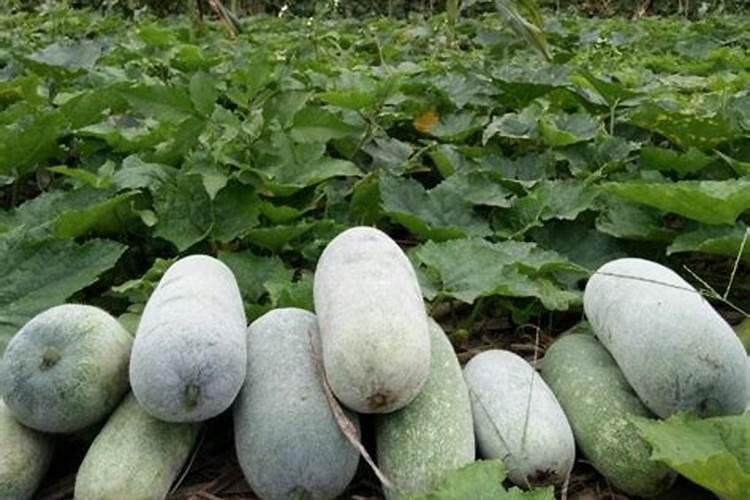 梦见冬瓜烂了是怎么回事？