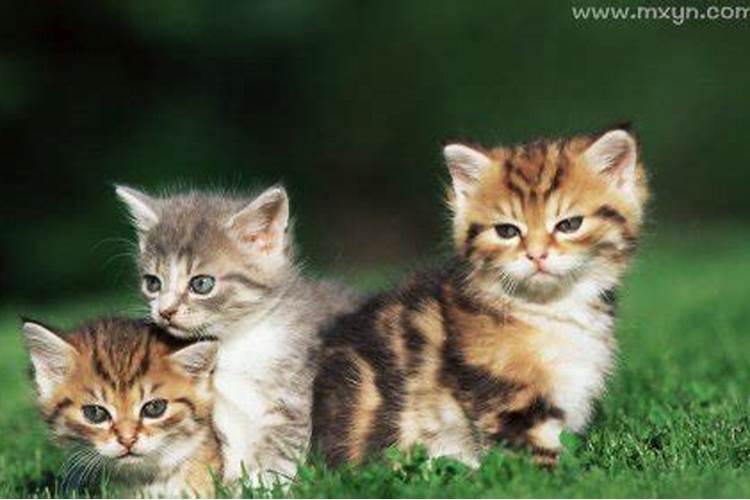 梦见三只干净猫是什么预兆？