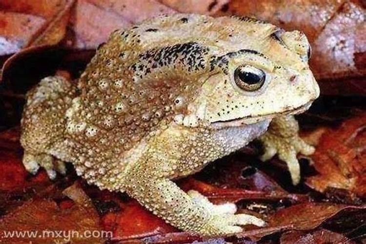 梦见坟地出来个蛤蟆