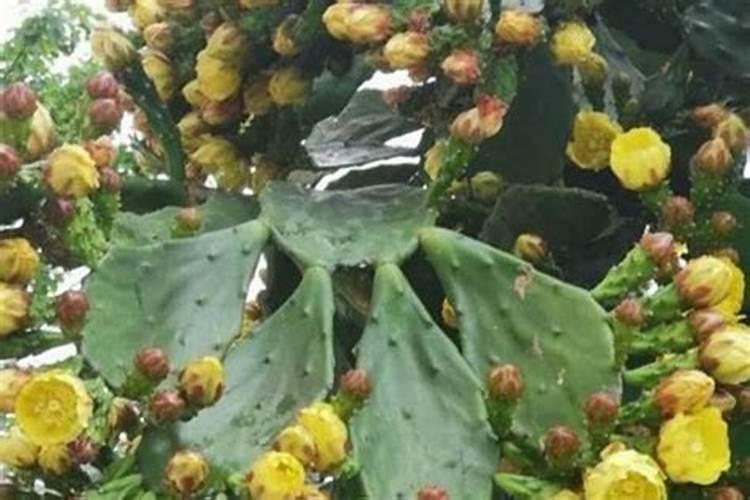 仙人掌化解小人