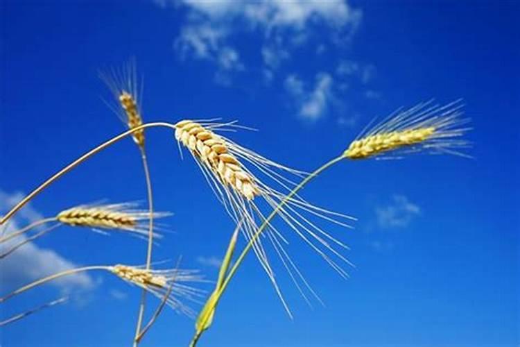 梦见小麦粒是什么意思？