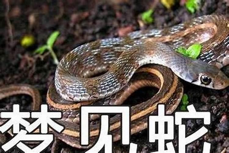 梦见蛇咬我是什么意思好不好？