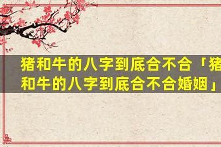 猪和牛合八字吗？