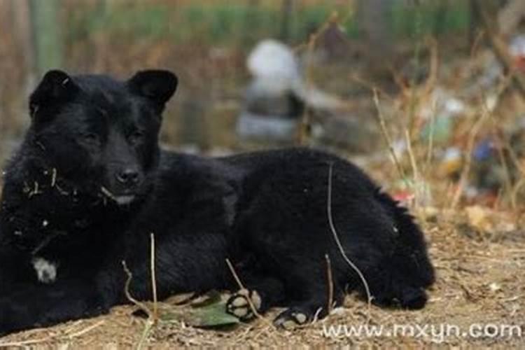 梦见黑狗是什么意思呀？