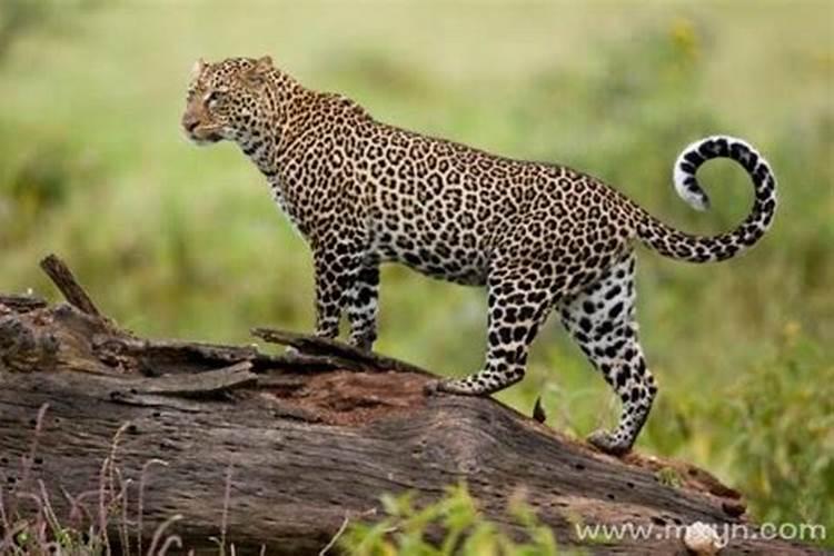 梦见豹子咬自己是什么意思？