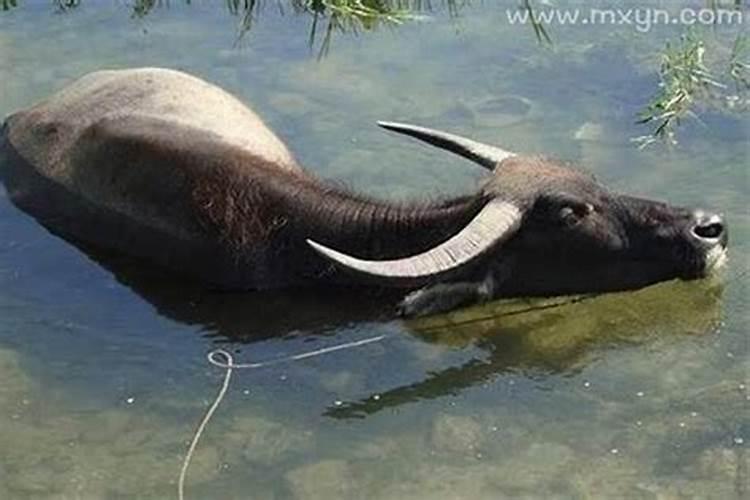 梦见牛攻击伤到别人什么意思？