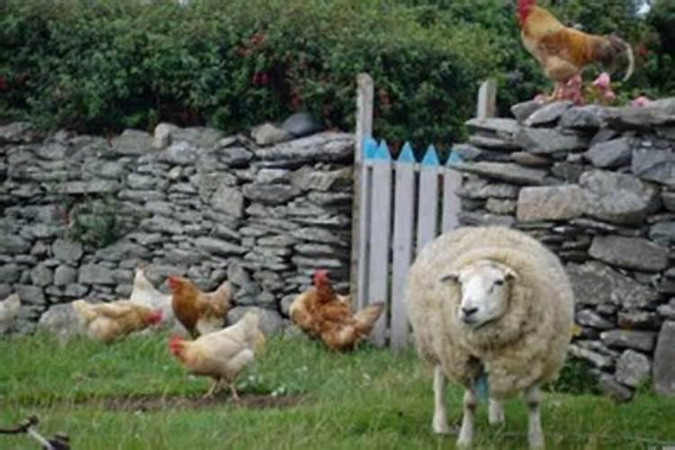 合婚姻羊和鸡怎样？