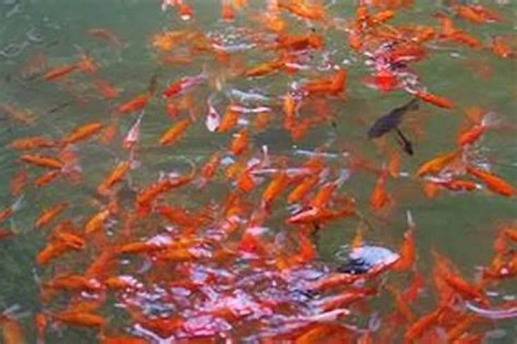 梦到养鱼是什么兆头？