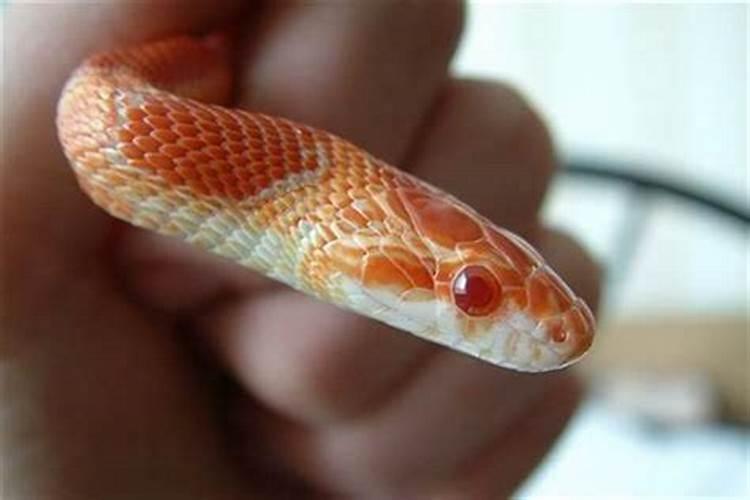 梦见大蟒蛇吃鱼什么意思？