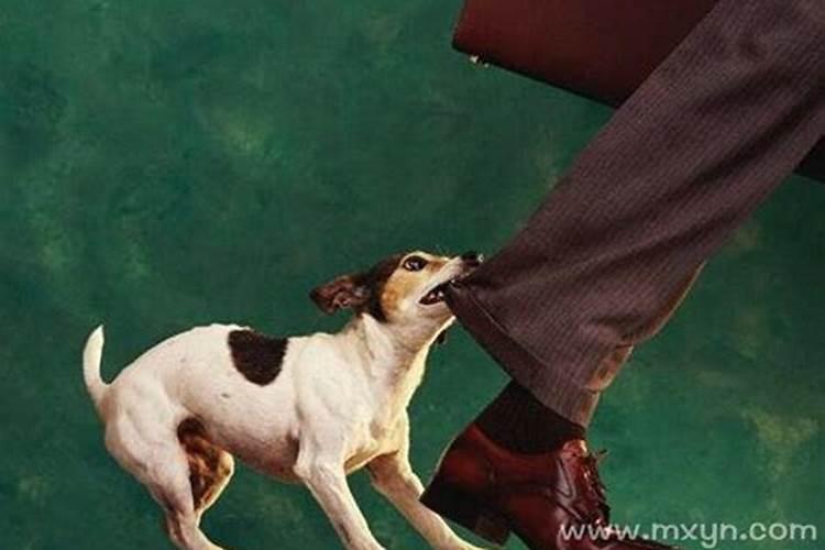 梦见狗突然扑上来咬了一下