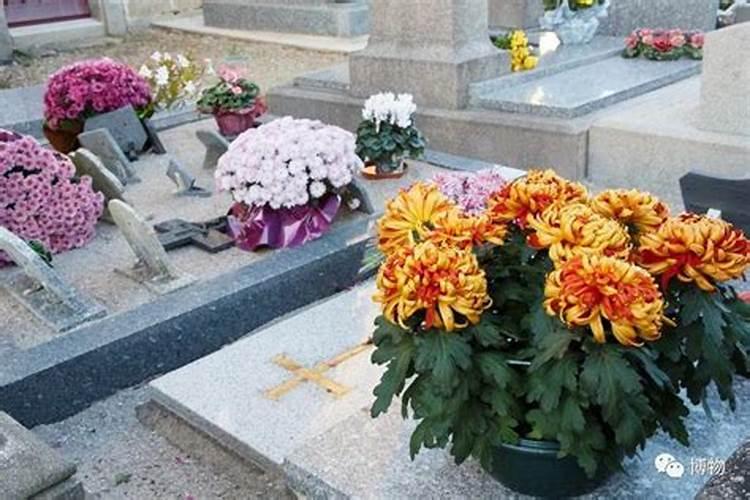 冬至祭奠用菊花
