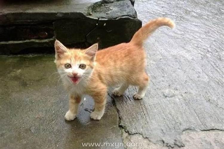 梦见猫是什么预兆女？