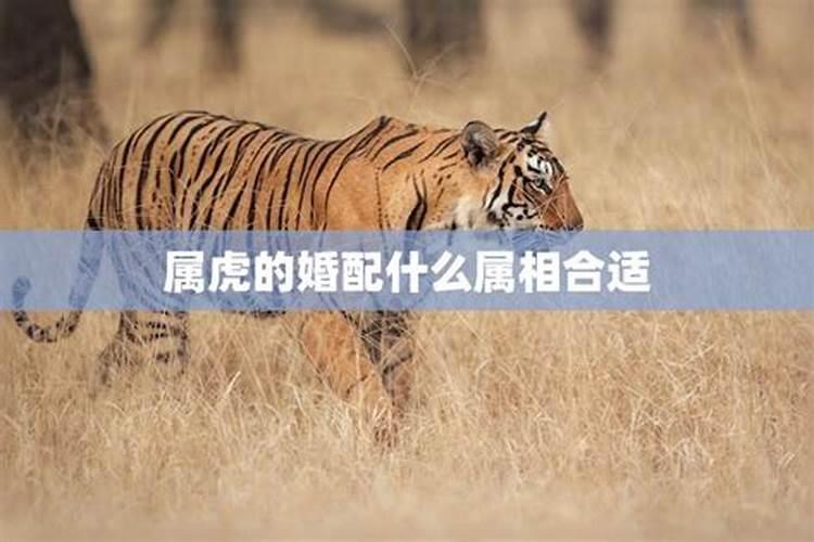 属虎的适合什么属相婚配？