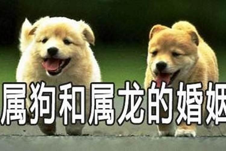 属狗女的和龙男相配会怎么样？