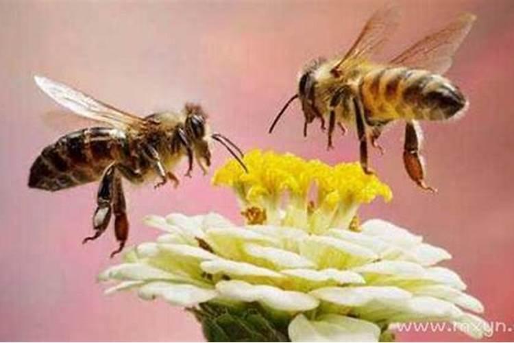 梦见别人养蜜蜂是什么预兆？