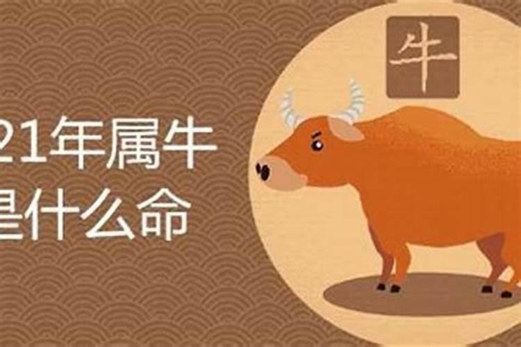 为什么属牛的婚姻不顺？