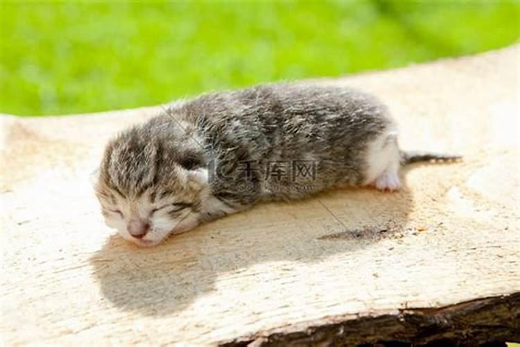 冬至出生的小猫起名