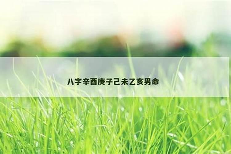 辛酉己未八字合吗？