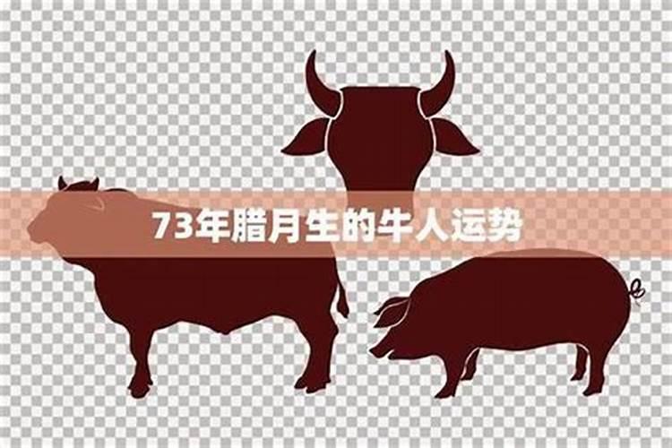 73年属牛女人在2026年运程
