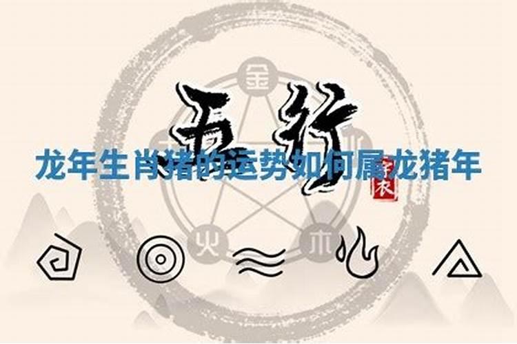 属龙的在猪年运势好吗？