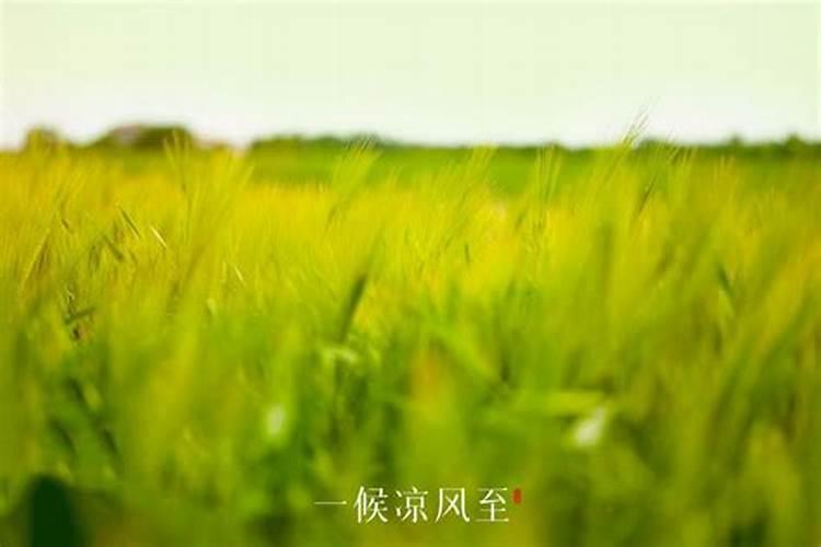 立秋到白露间出生