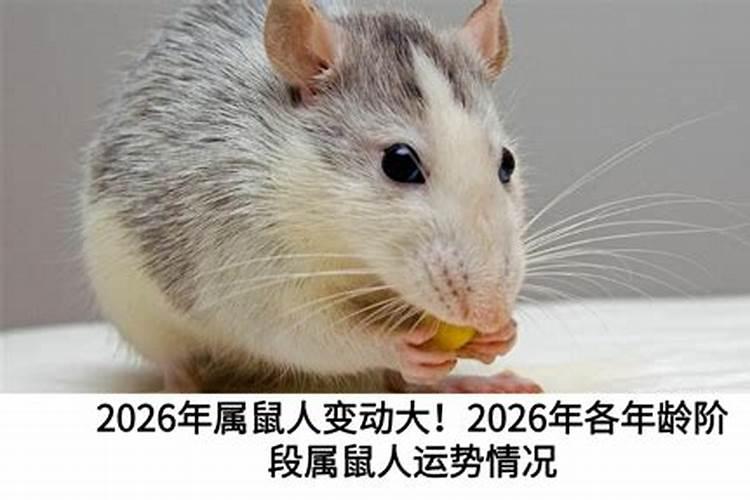 1960年属鼠人在2026年运势