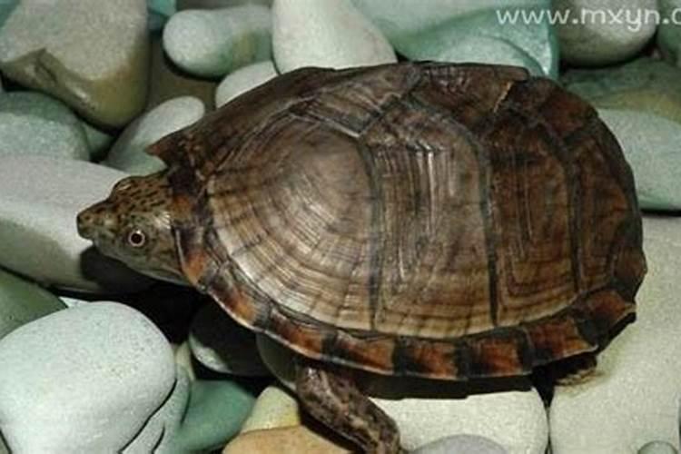 梦见特大的乌龟是什么意思啊？