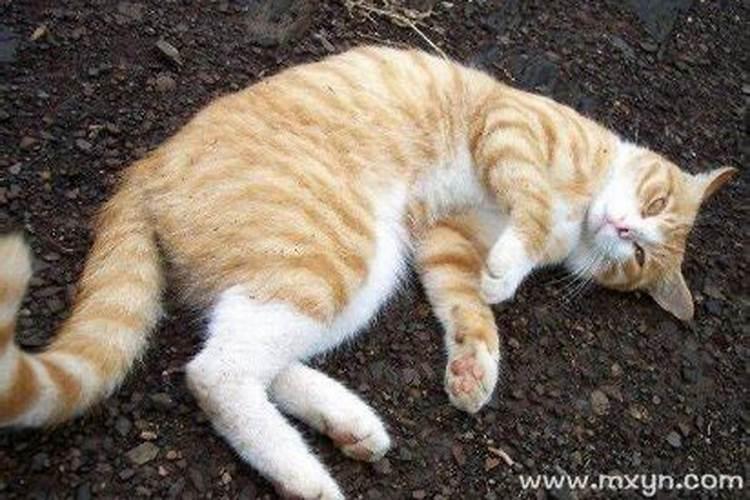 老是梦见猫是什么意思？