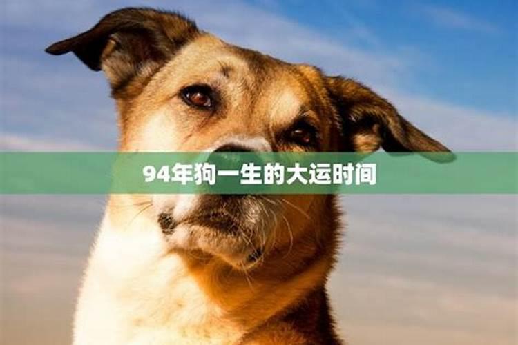 06年狗狗一生运程