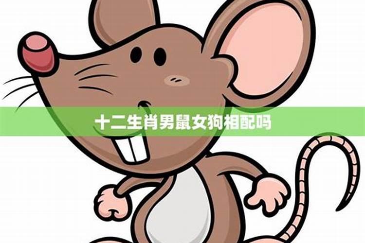 男鼠和女狗相配婚姻测算