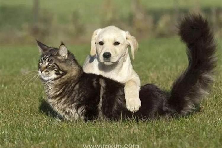 梦见猫生小狗是什么意思？