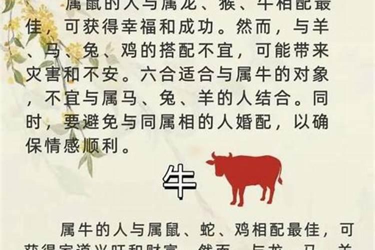 男属牛和女属狗合婚吗？