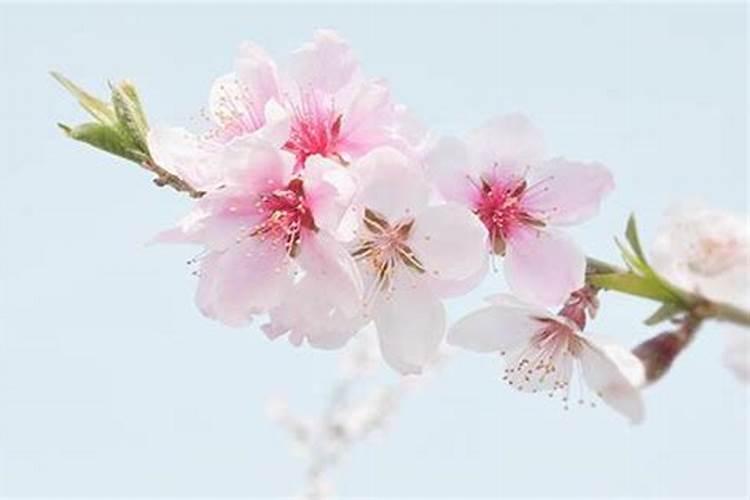 梦见什么会有桃花运？