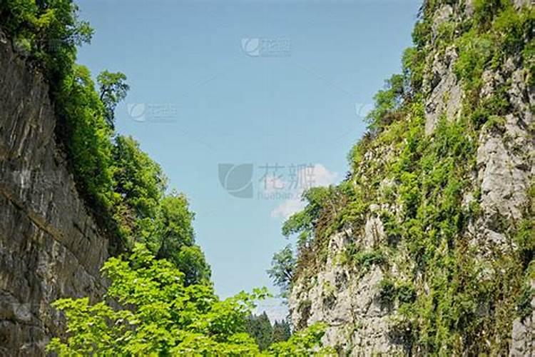 梦见大山上长满了树