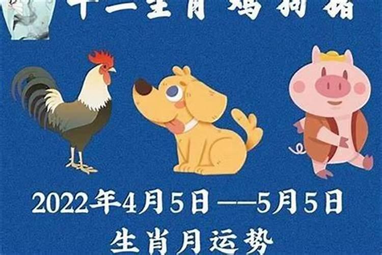 1981年12月的鸡今年的运程