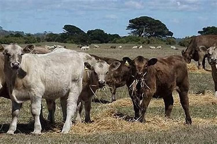 属鼠和属牛的八字合不合
