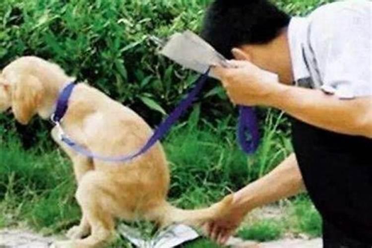 梦见捡狗屎是什么意思？