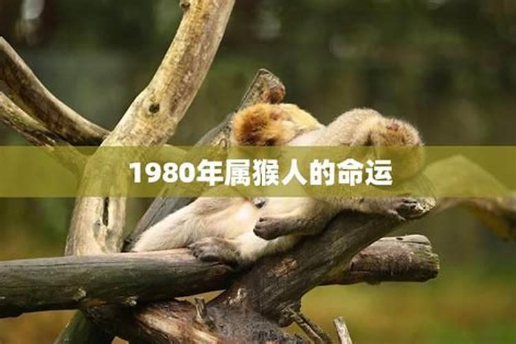 1980年属猴一生运程