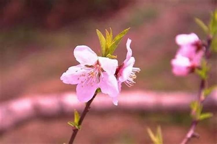 被斩桃花的男人会怎么样？