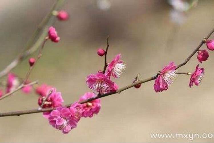 梦见梅花什么意思？