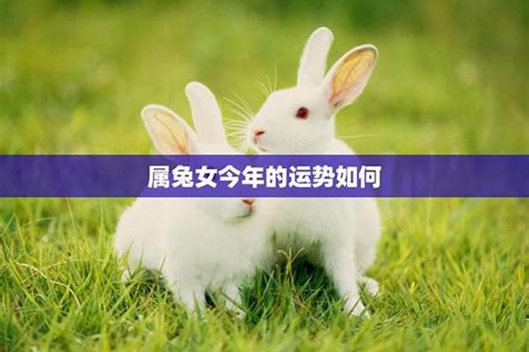 2026属兔女今年感情运势