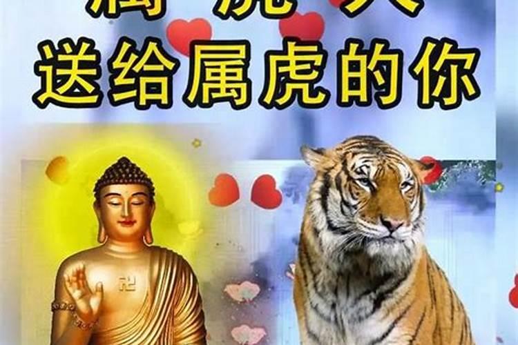 属虎
