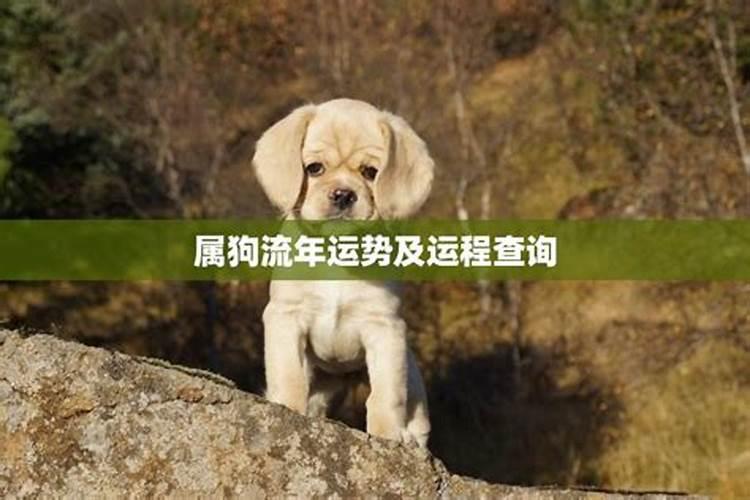 我的狗年运势怎么测？